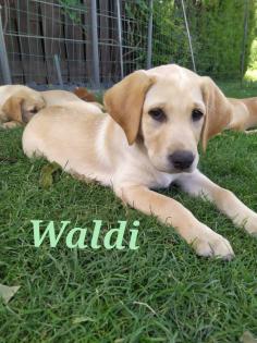 Unsere süßen Labrador Welpen