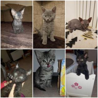 Katzen Babys