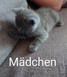 Geschwisterpäärchen nur zusammen abzugeben