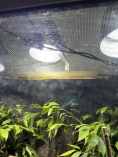 Pantherchamäleon mit Terrarium