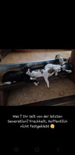 Katzen Kinder Kitten