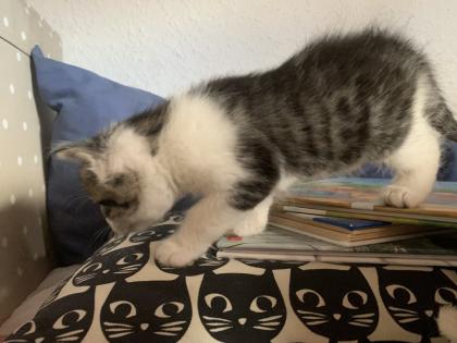 Maine Coon Kitten Mix, Katzenbabys Kätzchen