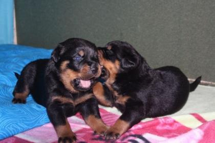 Rottweiler Welpen suchen liebe Familien
