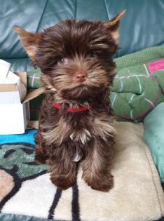 Schoko Yorkshire Terrier Rüde und Hündin noch frei mit Stammbaum