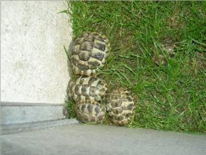 Verkaufe griechische landschildkröten