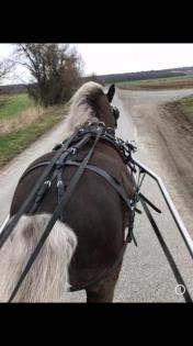 Pony Shetty Hengst Deckhengst gekört