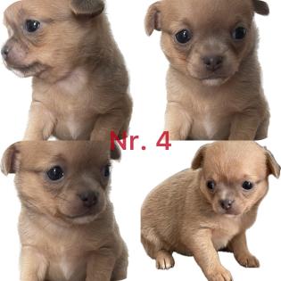 Süße Chihuahua Welpen