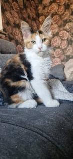 Maine coon kitten suchen ein Zuhause