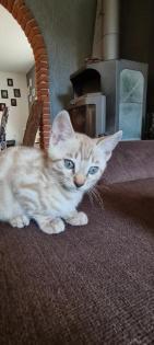 Bengal Kitten snow lynx mink