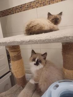 Ragdoll kiscic k j szereto gazdikat keresnek