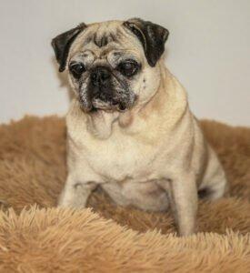 AMY MO - weiblich 9 Jahre 31 cm 7, 3 kg Mops-reinrassig Gechipt Kastriert