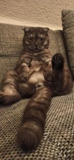 Leider 2 Kater abzugeben