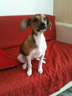 Sie suchen einen Familienhund Hier bin ich