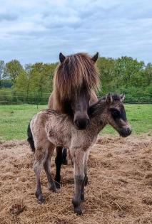 Besonderer Junghengst Islandpferd Isländer