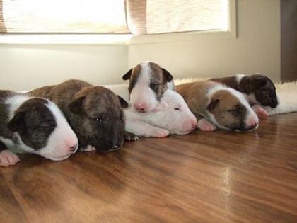 Suche Bullterrier Welpen