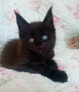 . Tolle Maine Coon kitten mit Stammbaum Black smoke .