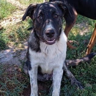 Elias / Status sucht ein Zuhause