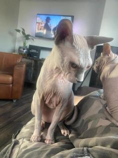 Don Sphynx und Canadian Sphynx aus privaten Gründen abzugeben