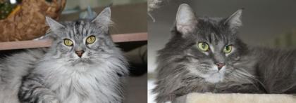Maine Coon Pärchen Kater Katze kastriert Ansehen