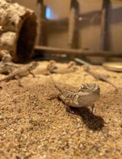 Bartagame Babys