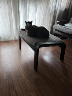 BKH Katzen Sie sind Geschwister
