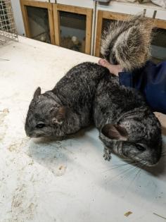 Langschwanz Chinchillas