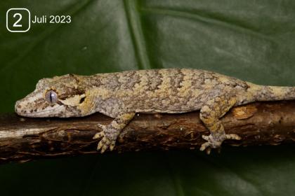 0. 0. 3 NZ Rhacodactylus auriculatus