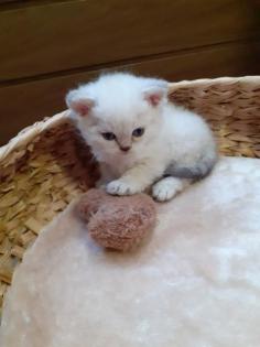 Selkirk Rex Kitten