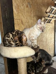 Bengal Jung Katzen 5 Monate alt