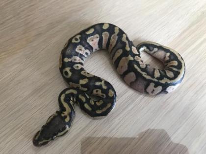 Inferno Pastel Echni Fader het piebald 9 Python regius