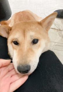 MIDORI ist ein freundliches Hundemädchen