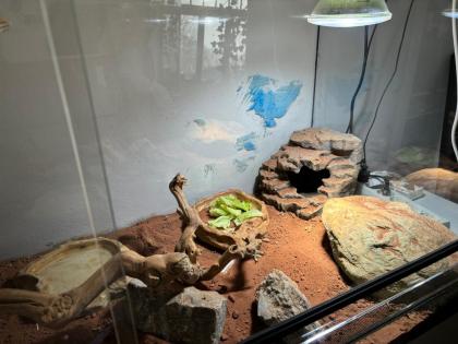 2 x Dornschwanzagamen inkl. Terrarium wegen Umbau