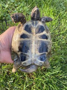 Verkaufe 2 griechische Landschildkröten, männlich