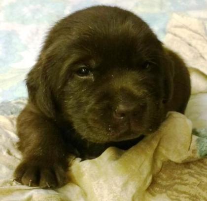 Labrador Retriever Welpen vom Sauboden FCI