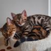 Bengal Kitten Charcoal reinrassiger TICACats-Stammbaum