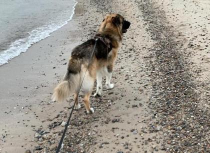 Timon. ist ein toller Hund, loyal und sehr auf seinen Menschen bezogen