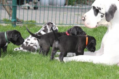 Deutsche Doggenwelpen in gelb und gestromt mit VDH/DDC-Papieren