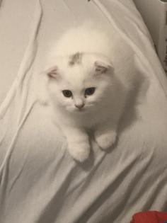 Süße Babykatze sucht neues Zuhause