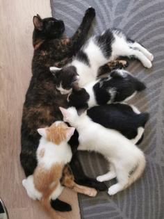 Katzenbabys Kitten abzugeben