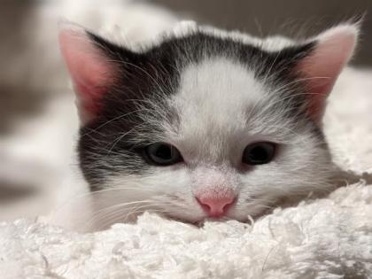 Selkirk Rex Mix Kitten