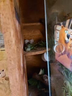 Wasseragamen Pärchen mit oder ohne Terrarium