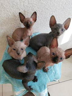 Zuckersüße KanadiaSphynx Kitten