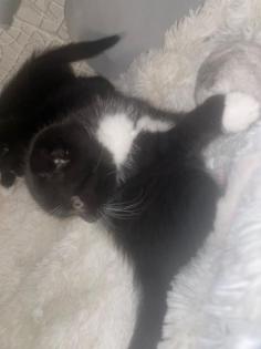 Scottish Fould kitten