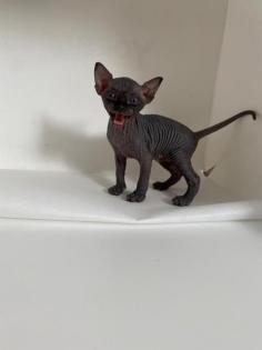 Sphynx-Katzenbabys vom Züchter