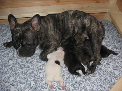 Französische Bully Puppies