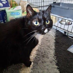 LINA - weiblich 9 Jahre europäische Kurzhaarkatze Gechipt Kastriert