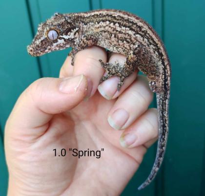 Rhacodactylus auriculatus Höckerkopfgeckos für HAMM