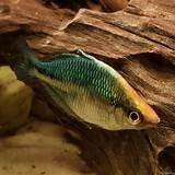 Regenbogenfische Mel. Lacustris