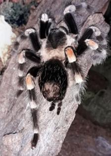 Brachypelma hamorii - Ex B. smithi - Rotknievogelspinne - Vogelspinne