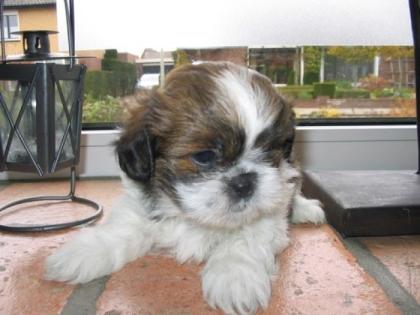 Shih-Tzu Welpe Weibchen sucht ein kuscheliges zu Hause